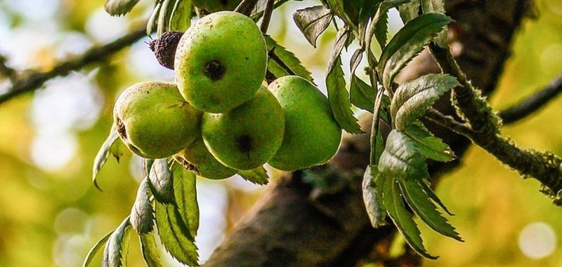 Bild: Grüne Äpfel, die am Baum hängen