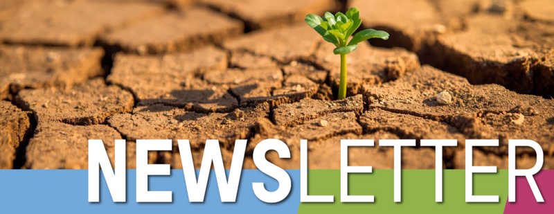 Titelbild des Newsletters: ein Sprössling aus vor Trockenheit aufgeplatztem Boden