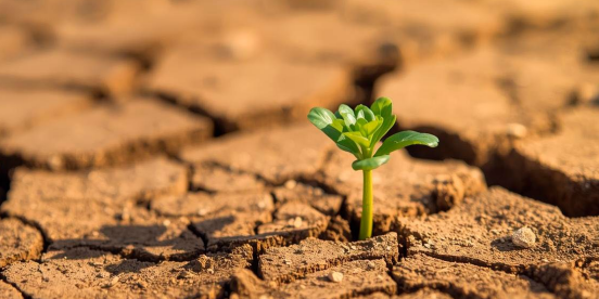 Titelbild des Newsletters: ein Sprössling aus vor Trockenheit aufgeplatztem Boden
