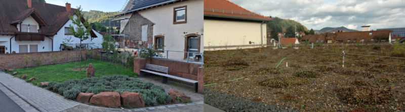 Klimaanpassungsmaßnahmen in Ramberg (Flächenentsiegelung und -begrünung) und Annweiler (Dachbegrünung des Hohenstaufensaals)