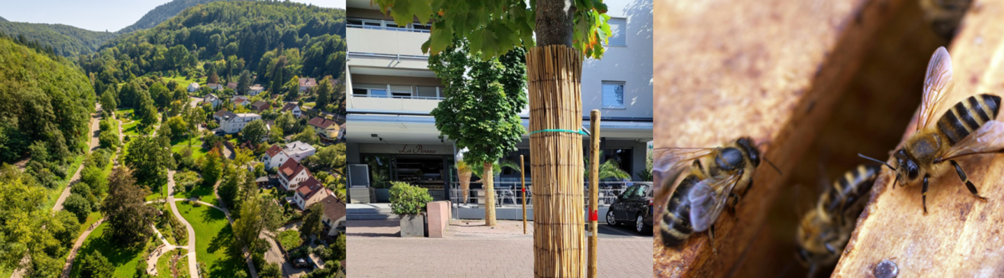 Vogelperspektive auf die Markwardanlage in Annweiler am Trifels, Schilfmatten als Baumummantelung in Edenkoben und Bienen auf einem Bienenstock