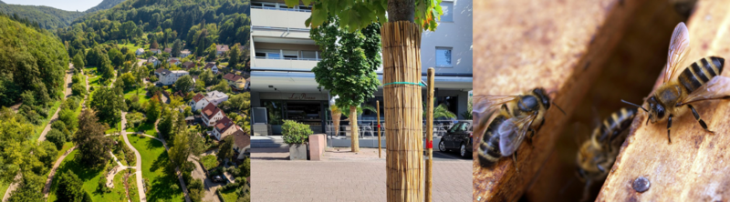 Vogelperspektive auf die Markwardanlage in Annweiler am Trifels, Schilfmatten als Baumummantelung in Edenkoben und Bienen auf einem Bienenstock